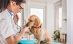 Veterinarian-Salary