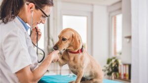 Veterinarian-Salary